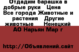 Отдадим барашка в добрые руки › Цена ­ 1 - Все города Животные и растения » Другие животные   . Ненецкий АО,Нарьян-Мар г.